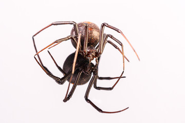 Australian Female Redback Spider walking towards the camera