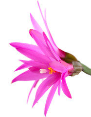 Christmas Cactus