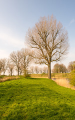 Tree silhouettes in early morning light