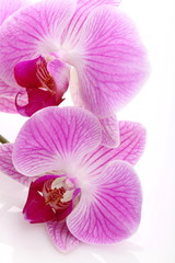 Orchidea su sfondo bianco