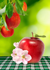 image of ripe red apple on a green background