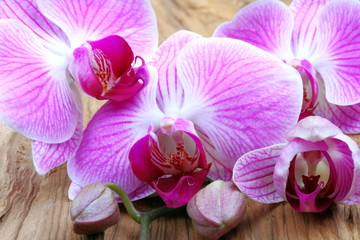 Fiori di orchidea