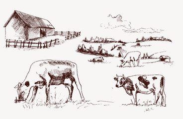 Illustrations cows