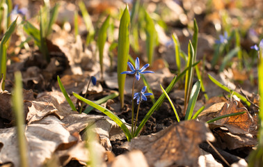 Siberian squill blue flower