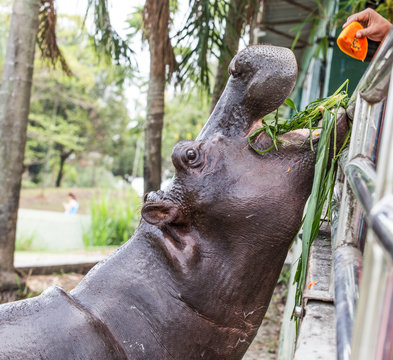 Hippopotamus in captivity