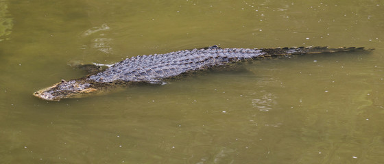 Saltwater crocodile in captivity