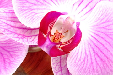 Particolare di fiore di orchidea