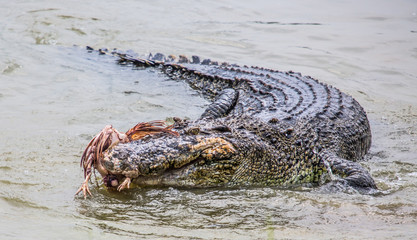 Crocodile d& 39 eau salée en captivité