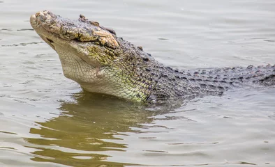 Cercles muraux Crocodile Saltwater crocodile in captivity