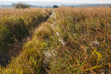 Dirt road and a spider web