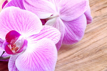Fiori di orchidea