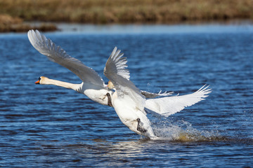 Mute swans chasing