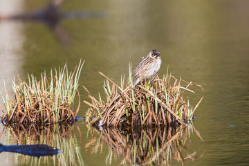 Reed Bunting