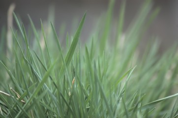Tussock on blurred gray background