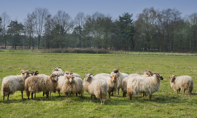 Obraz premium sheep in a meadow