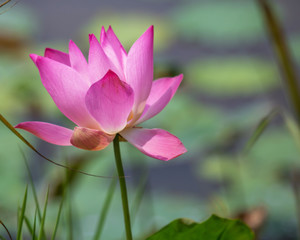 Obraz premium Lotus flower blooming