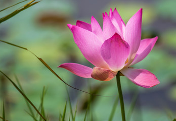 Lotus flower blooming