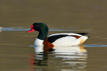 wild goose on the lake (tadorna tadorna)