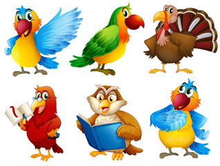Colourful feathered creatures