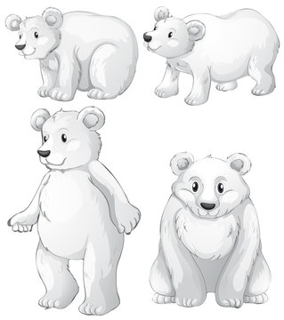 Four white polar bears