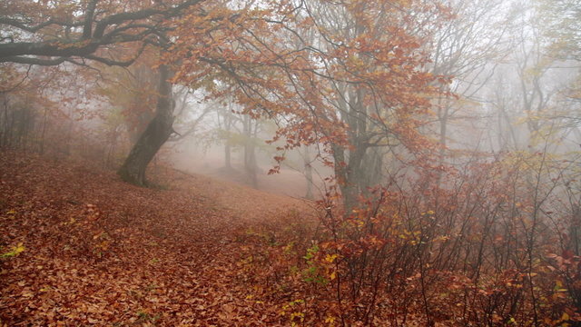 Autumn fog forest, blowing in the wind and falling foliage.
