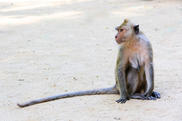 Macaque Monkey