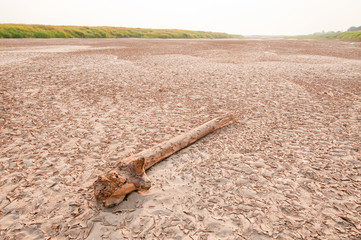 Driftwood, cracked earth near edge green meadow