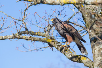 Golden eagle