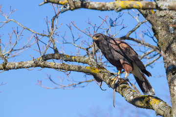 Golden eagle