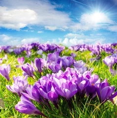 Fotobehang Krokus Frühlingserwachen :)  © doris oberfrank-list