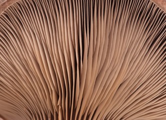 Oyster mushroom