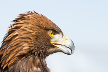 Golden eagle