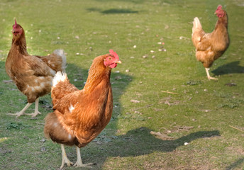 poules rousses