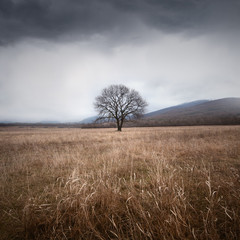 Tree and storm - 63168420