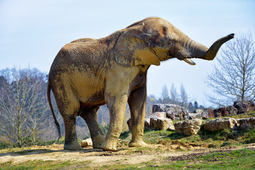 Elephant de savane (mâle)