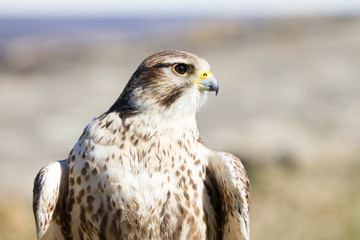 Falco
