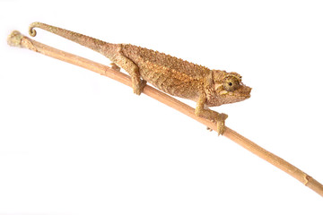 Trioceros jacksonii