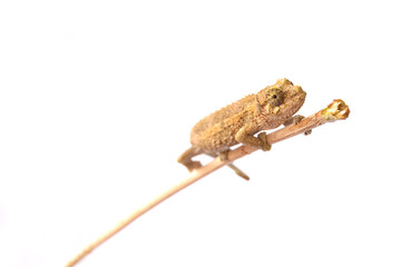 Chameleon