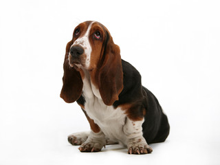 Pick me, cute as a basset