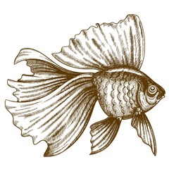 illustration of engraving goldfish on white background