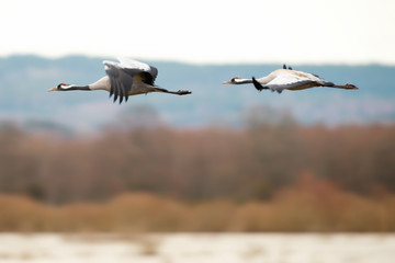 Fototapeta premium Two Crane birds flying over a lake