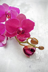 Obraz na płótnie Canvas Orchid flowers on white woods