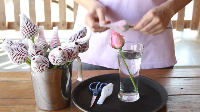 Woman Soak Dap Freshly Picked Pink Rose Flowers To Vase