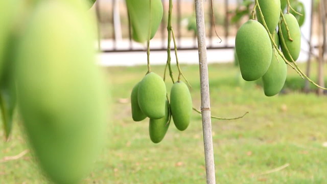 Green mango on tree branch.slide dolly shot.