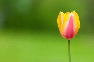 Crédence de cuisine en verre imprimé Tulipe field of tulips