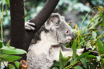 Koala eating
