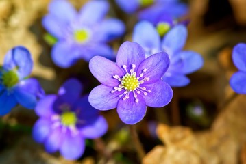 Blue anemone grows among brown leaves.