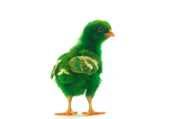 colorful cute little baby chicken on white background