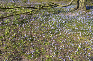 Bluebell under a beech tree in the Paauw in Wassenaar, Netherlan