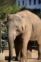 Fototapeta premium Elephant
